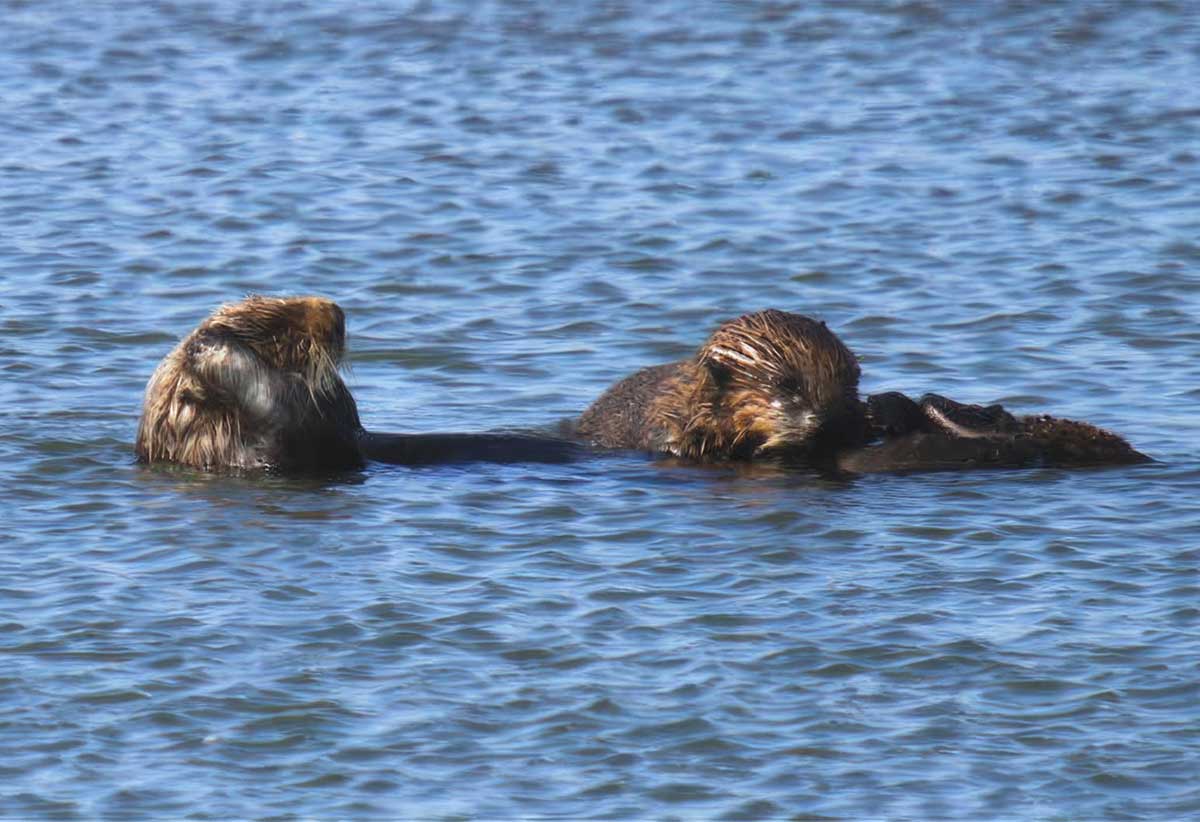 Otter outrage: Wildlife, fishing interests clash over push to restore  species to Pacific Coast - Local News Matters