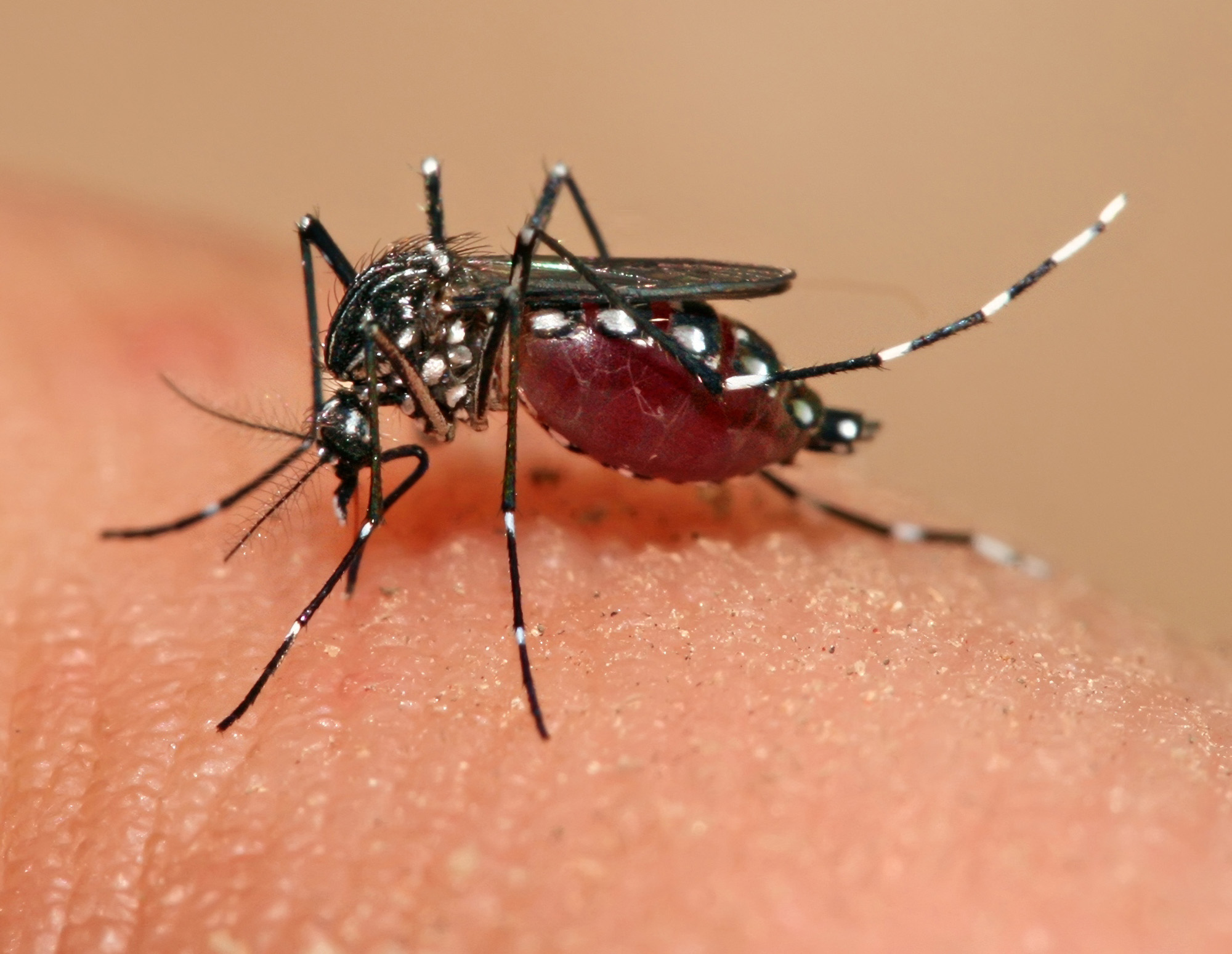 BCN-20240101-MOSQUITO-01.jpg