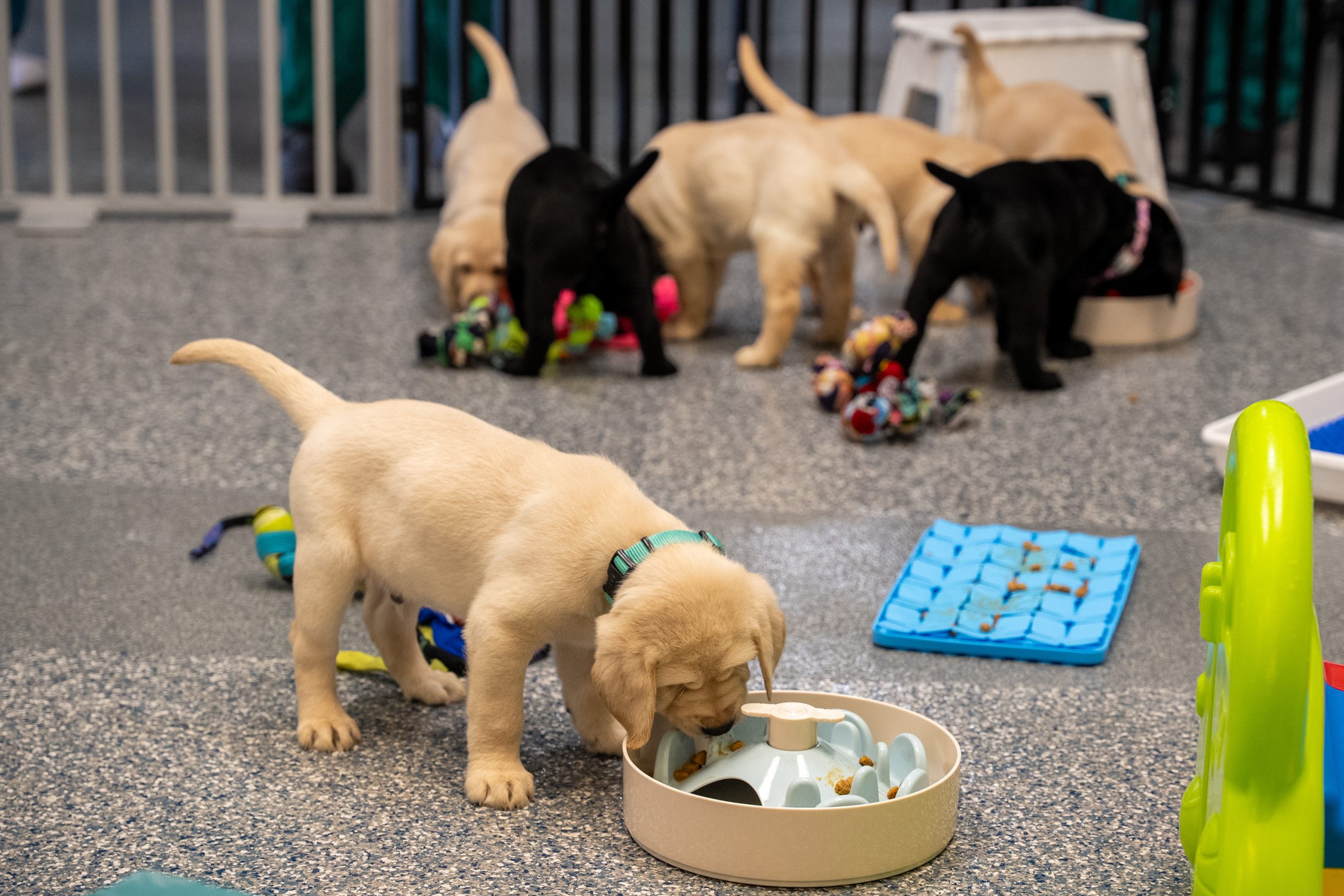 A yellow Labrador puppy eats kibble out of a slow feeder bowl in the foreground while a mix of six Labrador puppies play with toys and forage for kibble in a separate slow feeder bowl in the background. Their tails wag as they chow down.