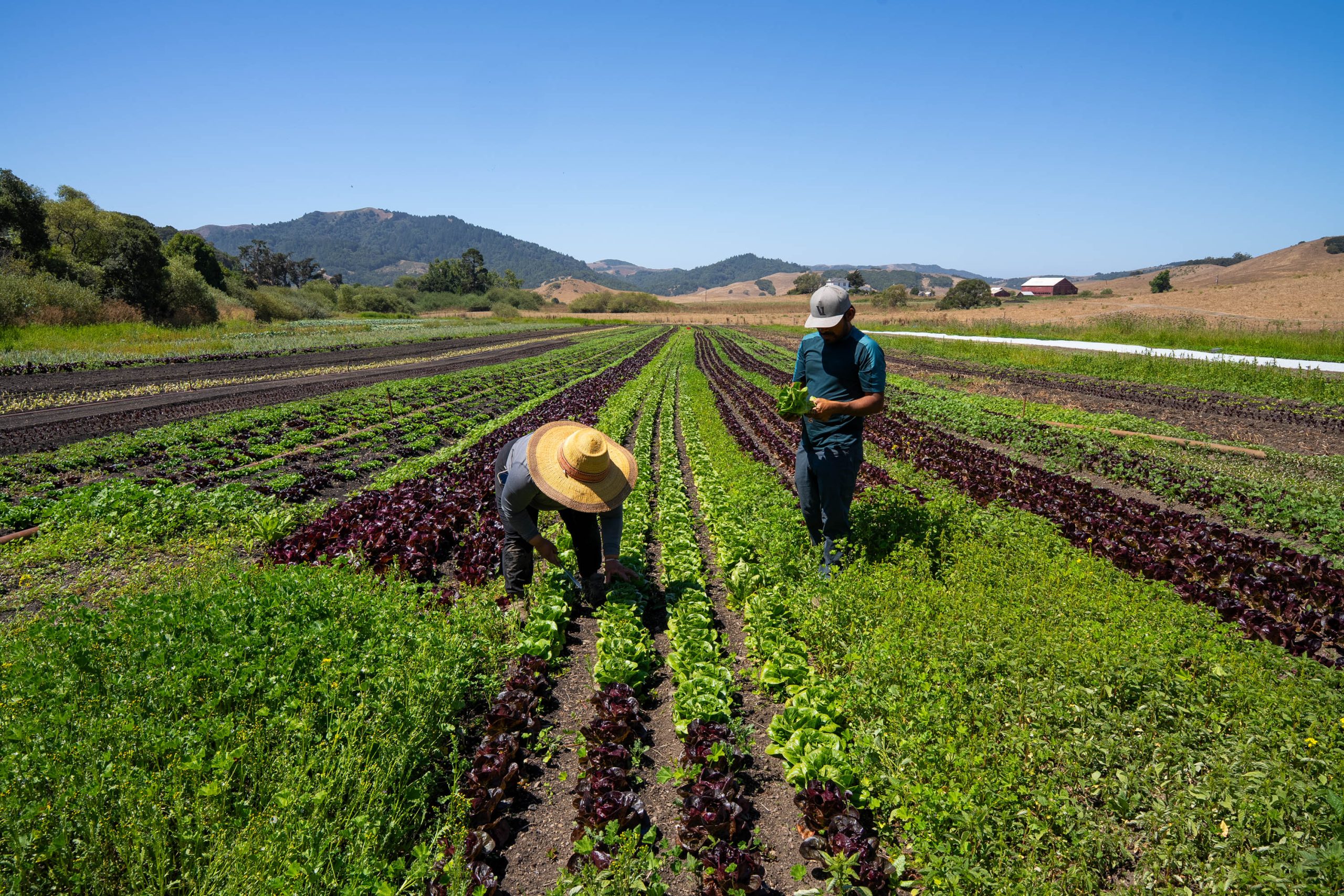 Oaxacan-born couple's Petaluma farm grows family traditions along with ...